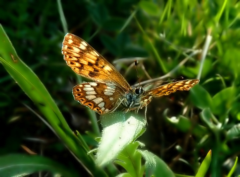 Thymelicus lineola ?